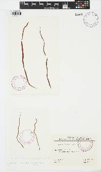 Scytosiphon lomentaria image