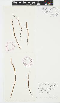 Scytosiphon lomentaria image