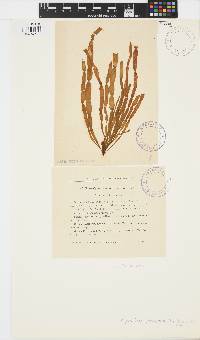 Scytosiphon lomentaria image