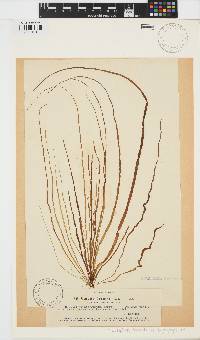 Scytosiphon lomentaria image