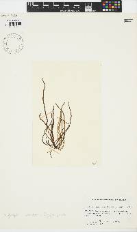 Scytosiphon lomentaria image