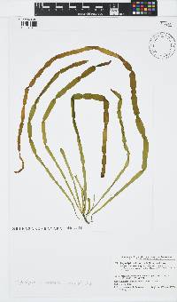 Scytosiphon lomentaria image