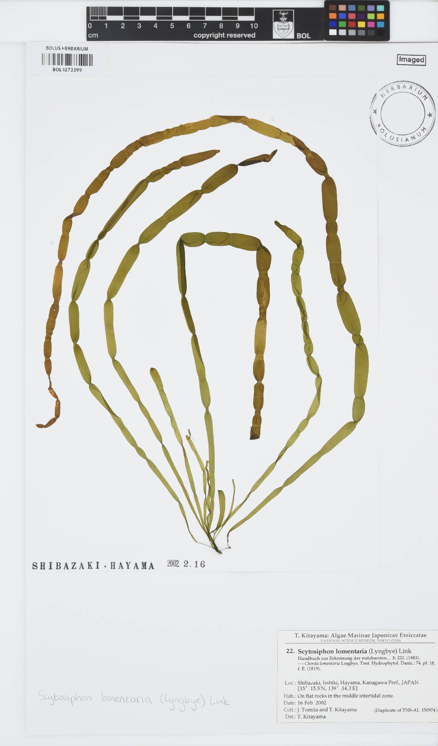 Scytosiphon lomentaria image