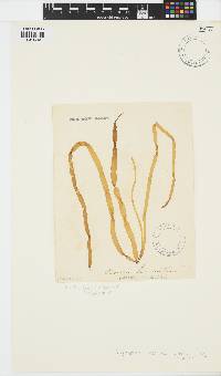 Scytosiphon lomentaria image