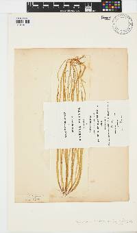 Scytosiphon lomentaria image