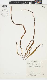 Scytosiphon lomentaria image