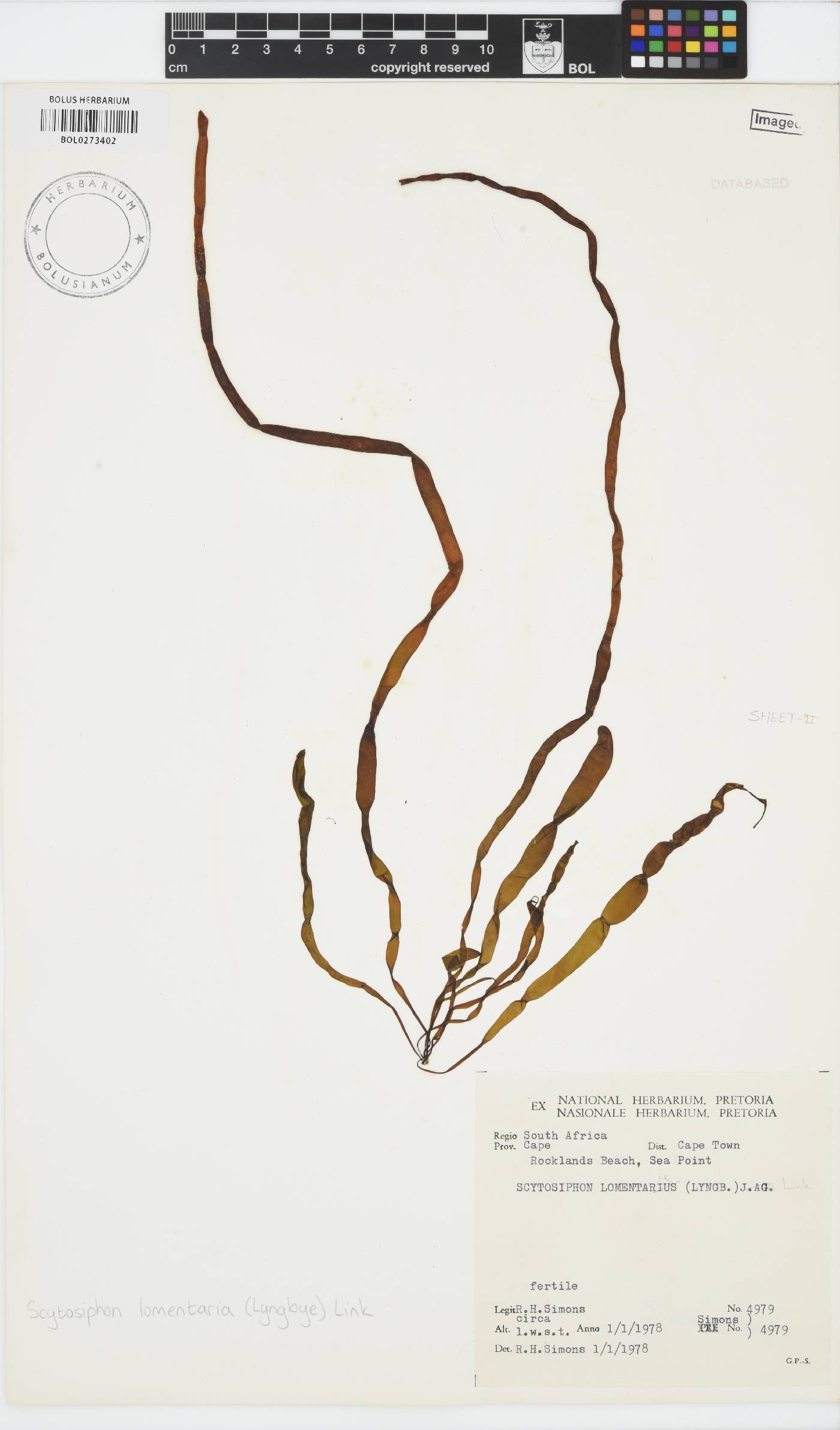 Scytosiphon lomentaria image
