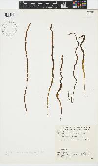 Scytosiphon lomentaria image