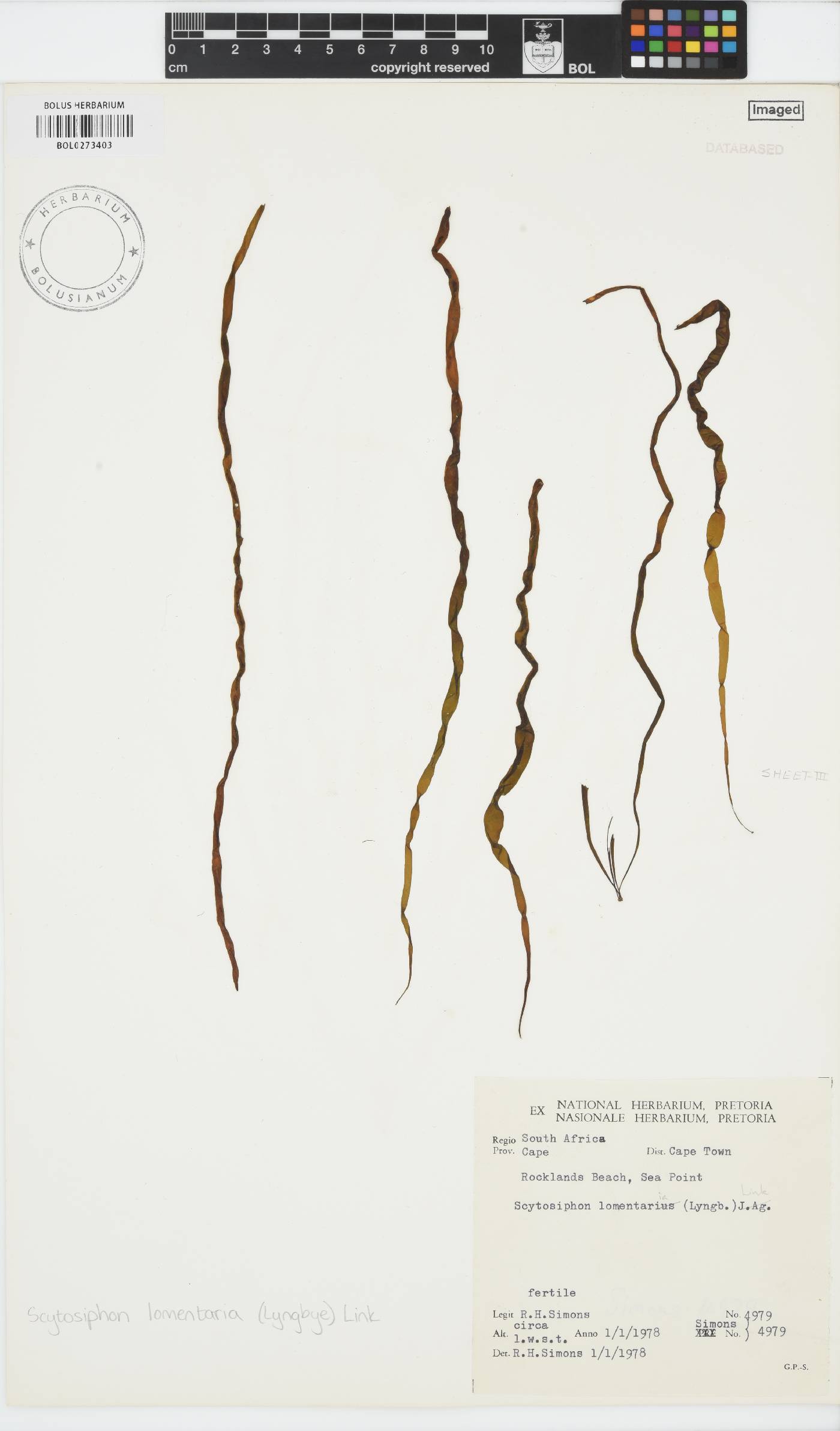 Scytosiphon lomentaria image