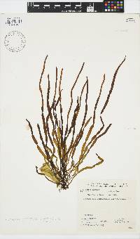 Scytosiphon lomentaria image