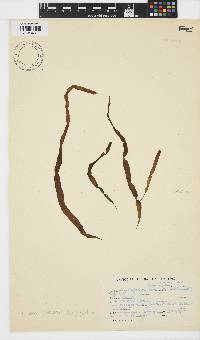Scytosiphon lomentaria image