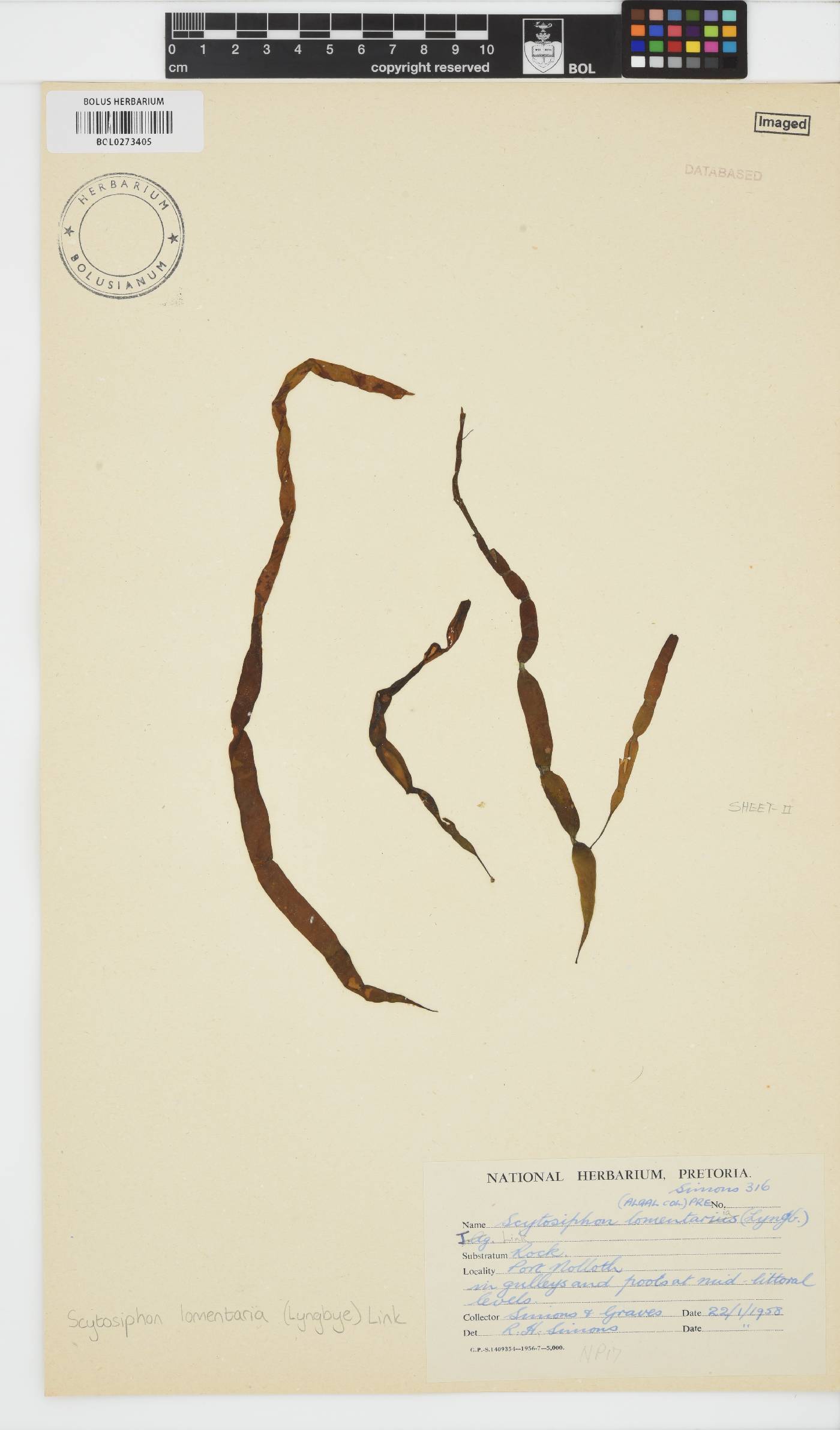 Scytosiphon lomentaria image