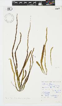 Scytosiphon lomentaria image