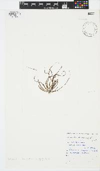 Scytosiphon lomentaria image