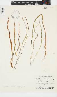Scytosiphon lomentaria image