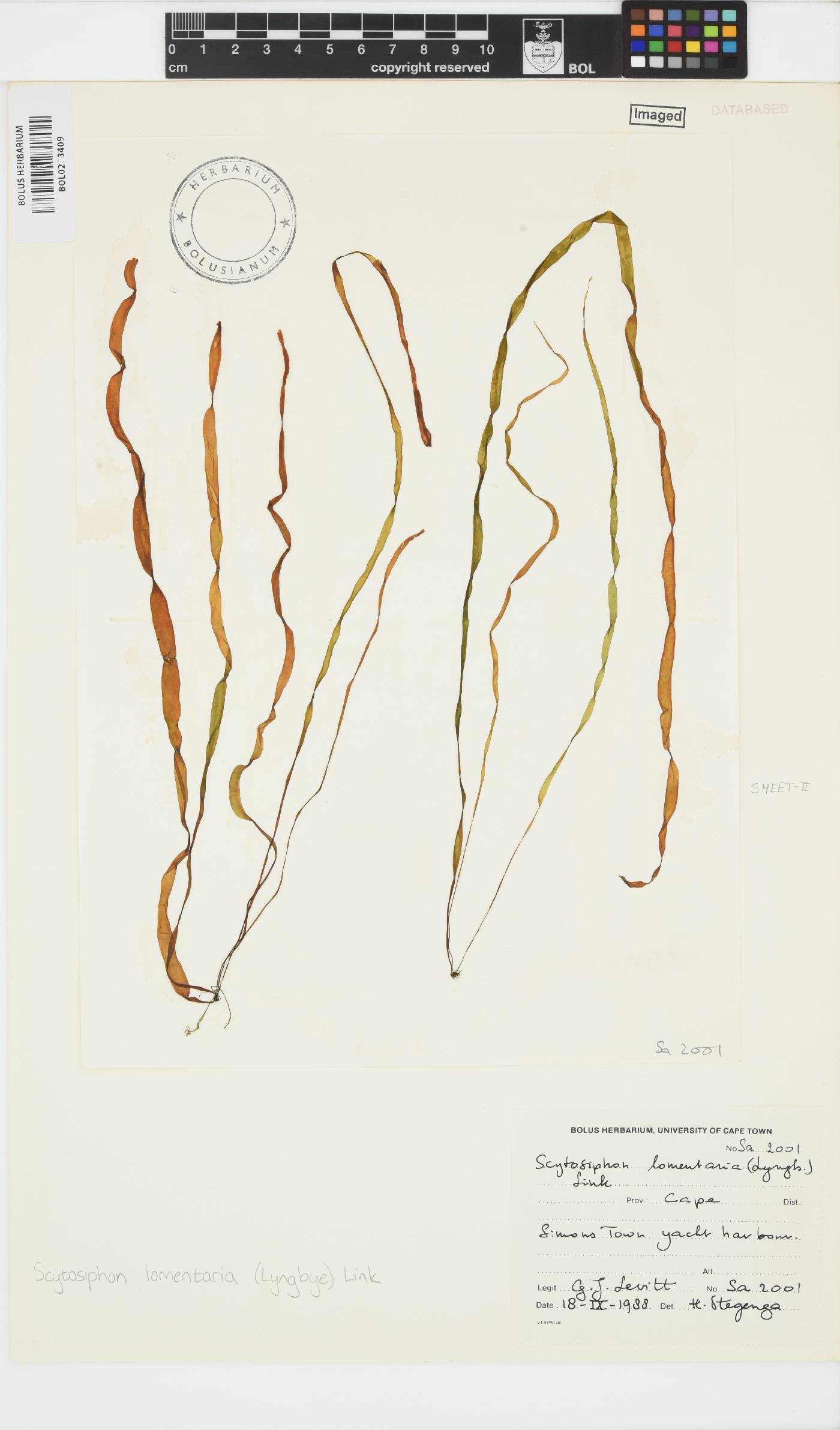 Scytosiphon lomentaria image