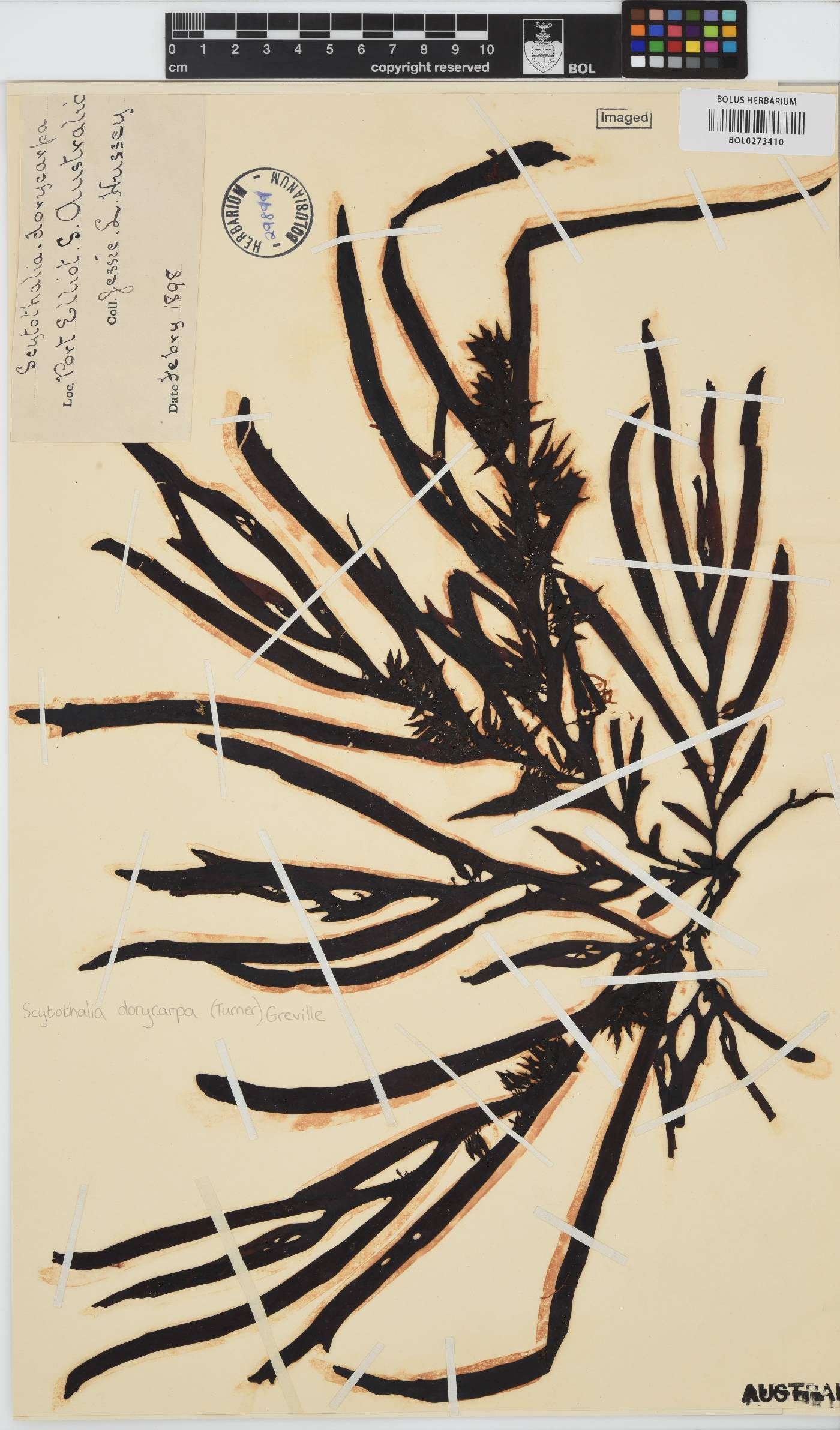 Scytothalia dorycarpa image