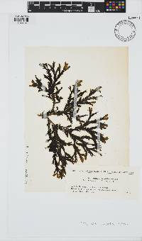 Dictyopteris undulata image
