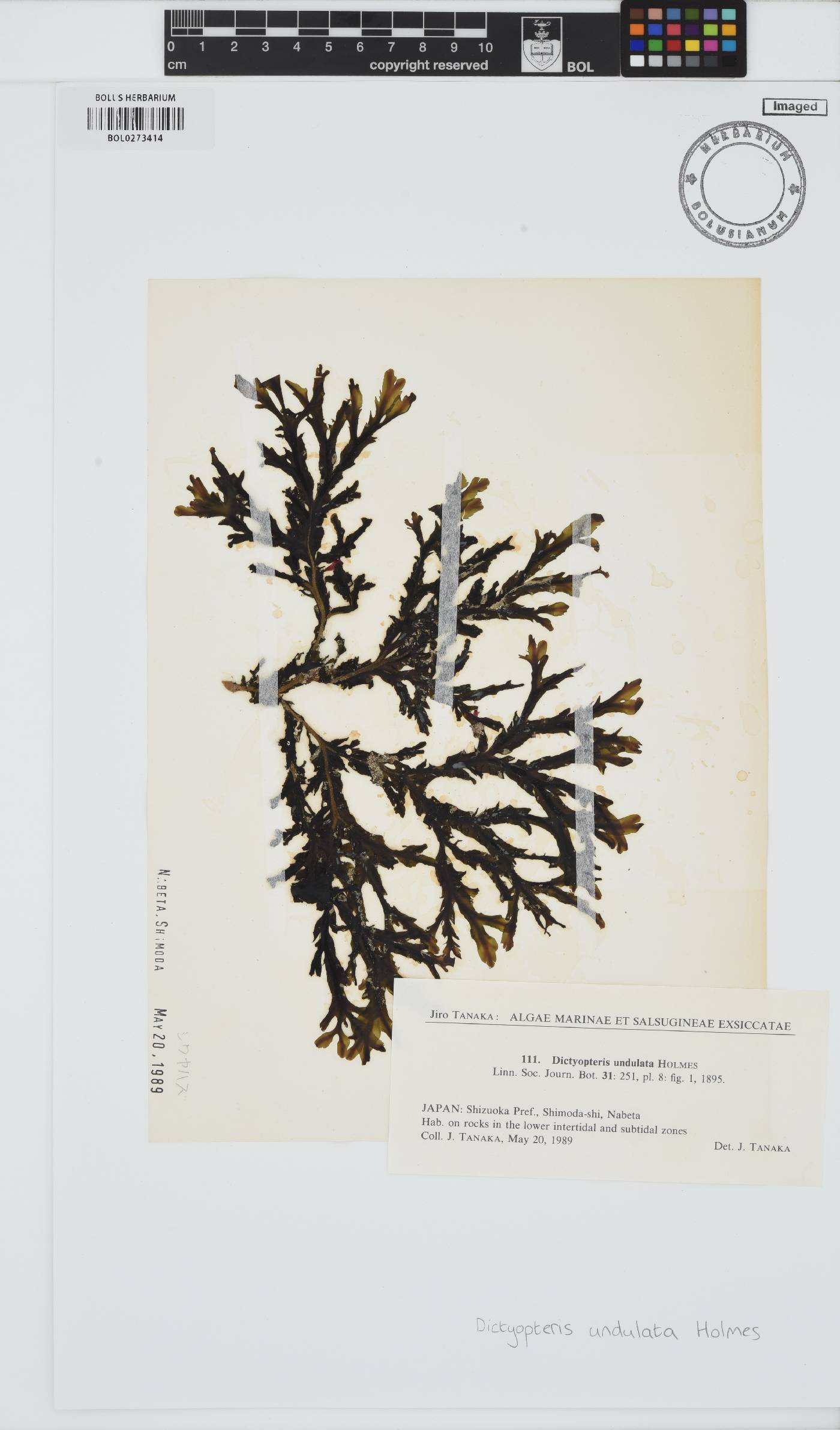 Dictyopteris undulata image