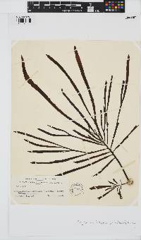 Image of Marginariella boryana