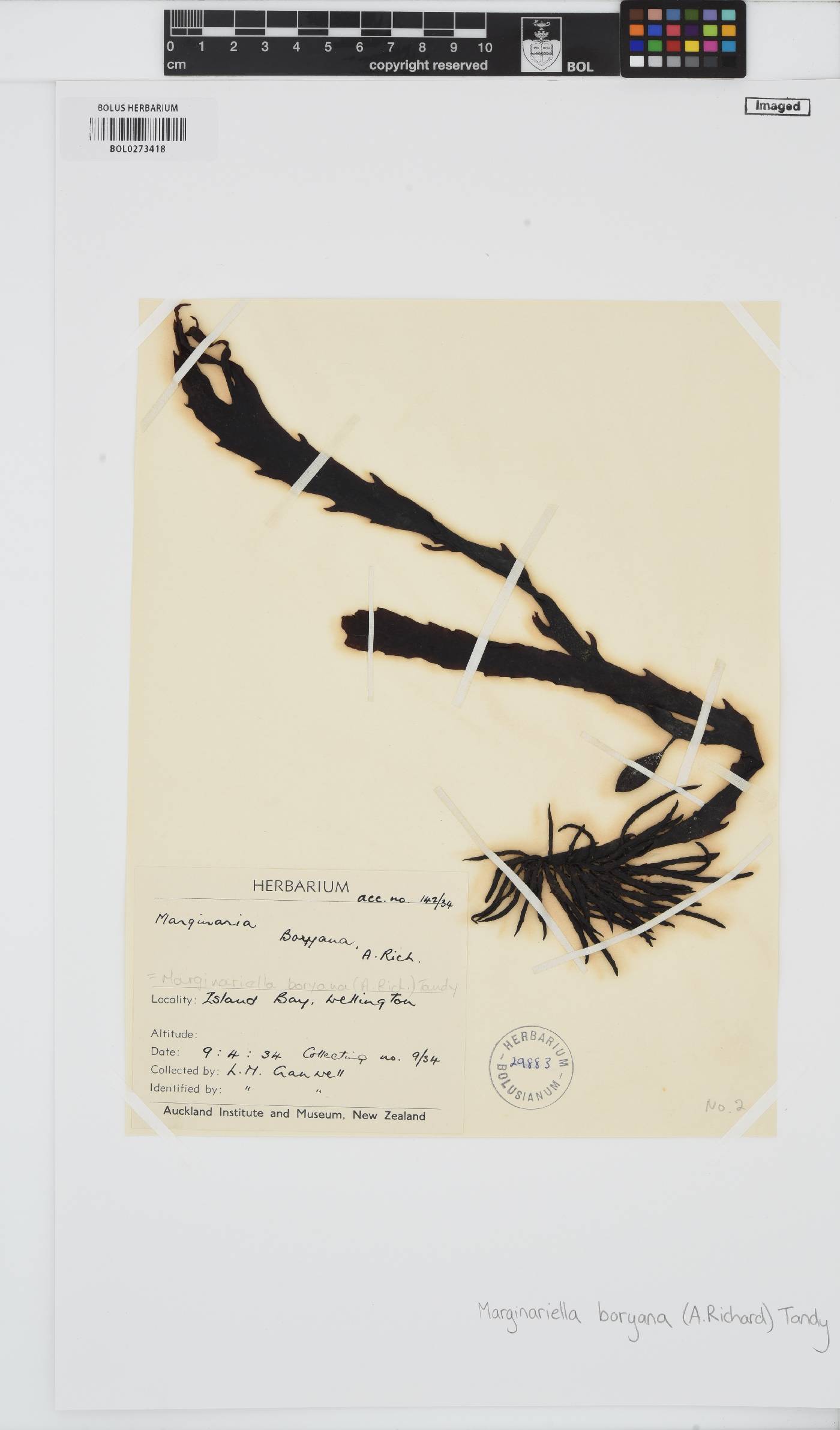 Marginariella boryana image