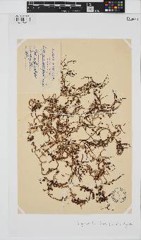 Image of Sargassum natans