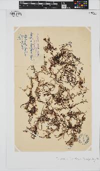 Sargassum natans image