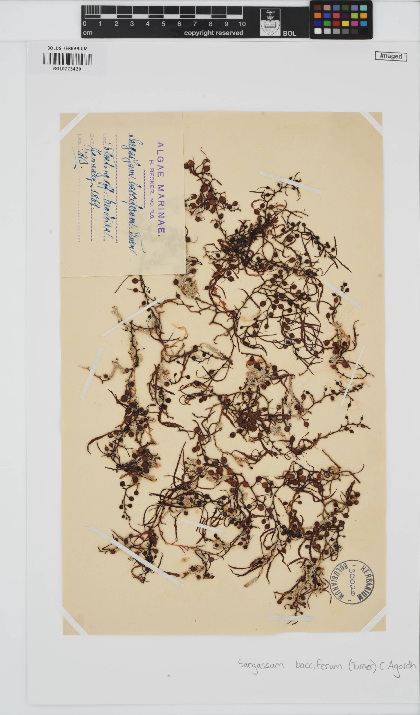Sargassum natans image
