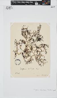 Sargassum natans image