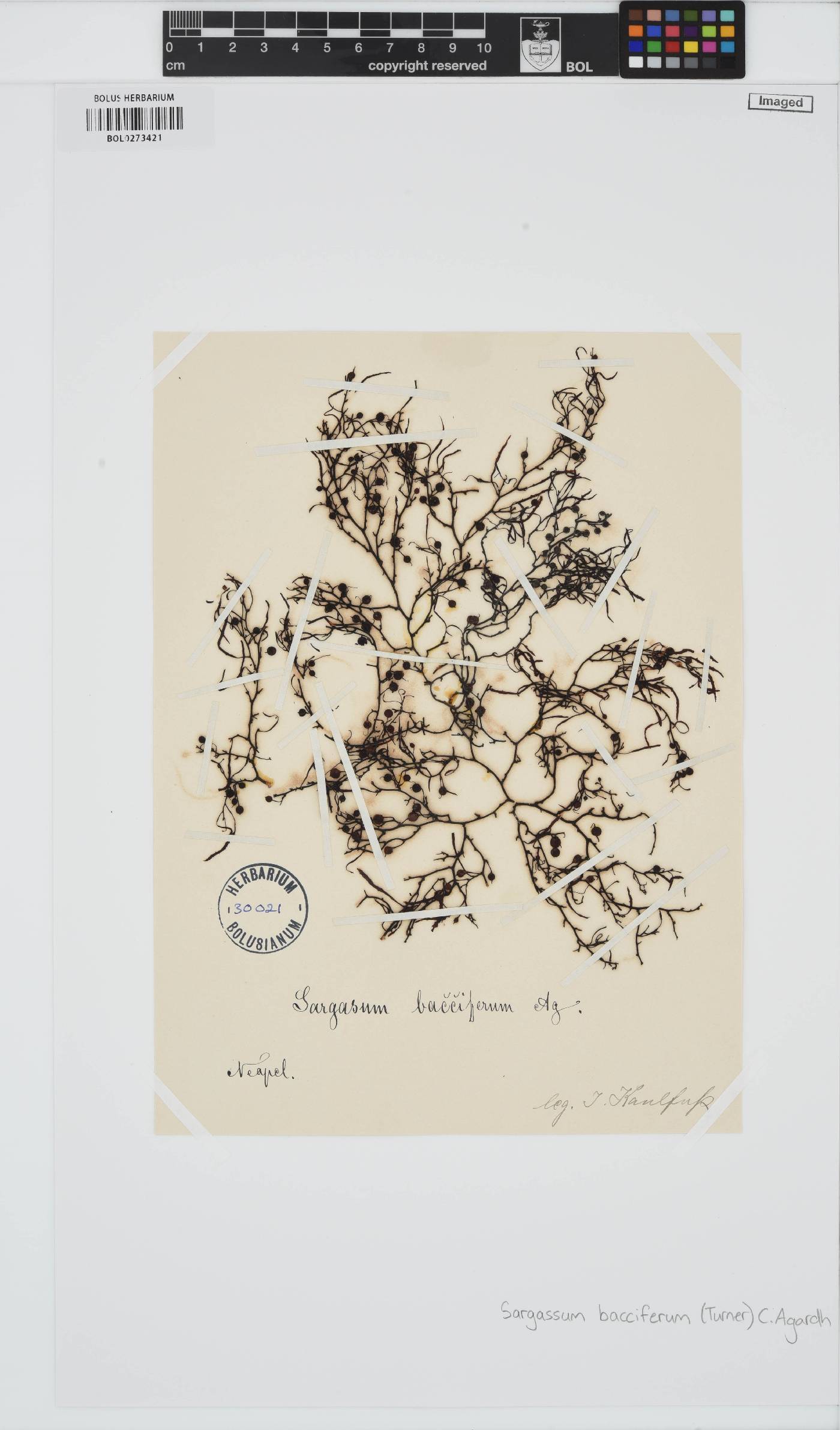 Sargassum natans image