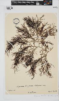 Sargassum natans image