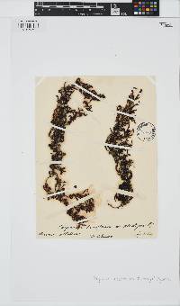 Sargassum natans image
