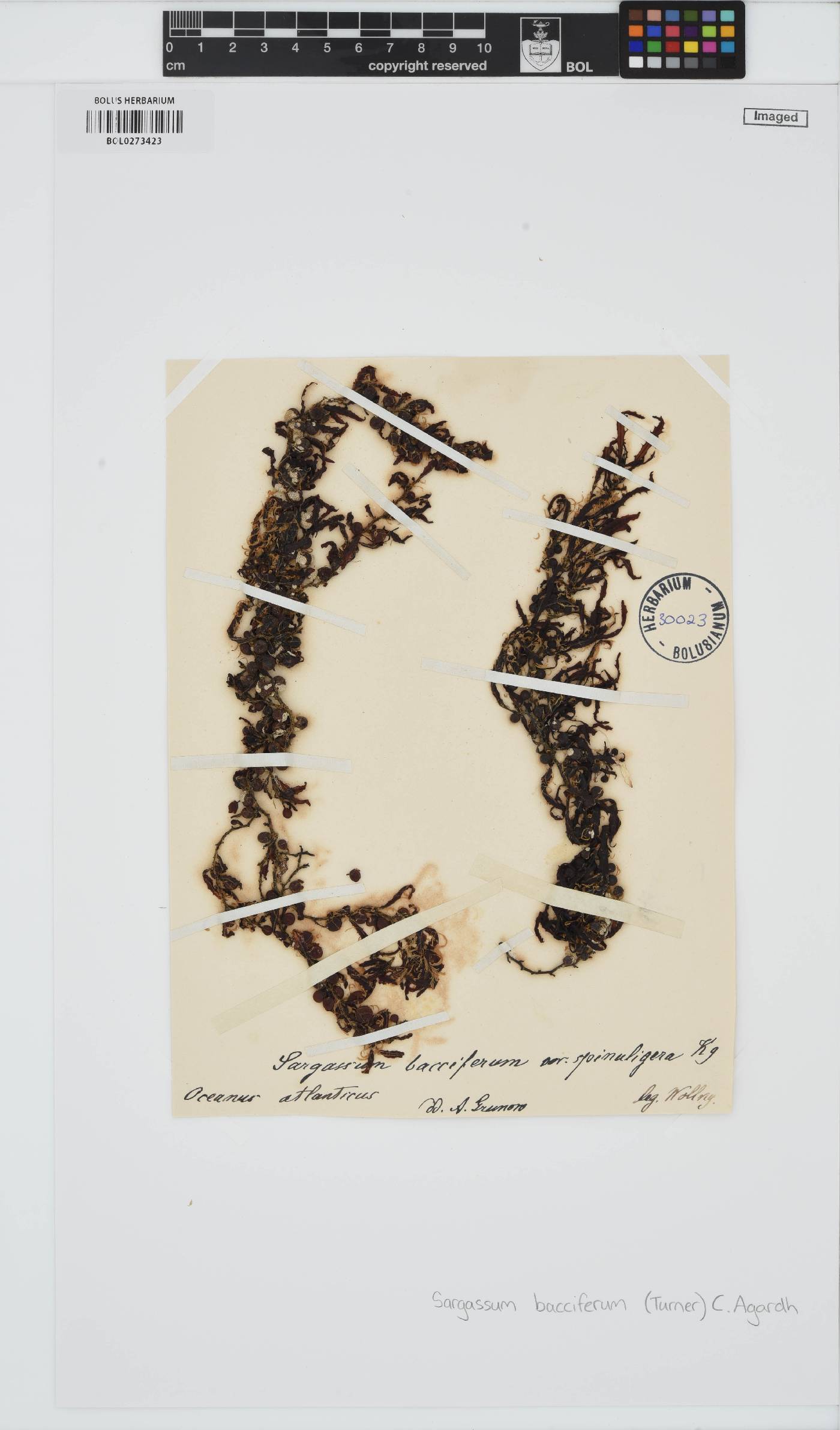 Sargassum natans image