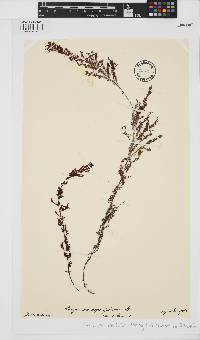 Image of Sargassum asperifolium