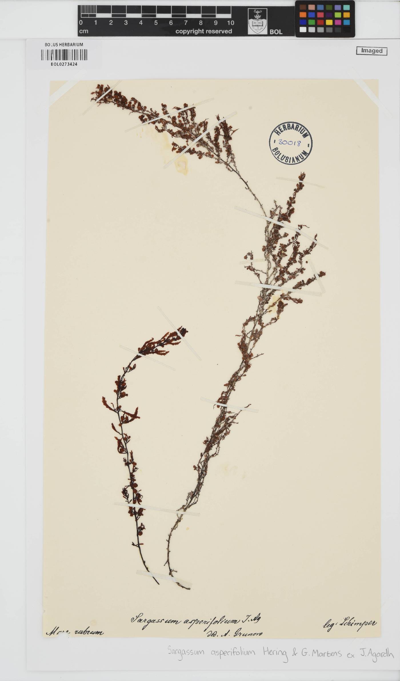 Sargassum asperifolium image