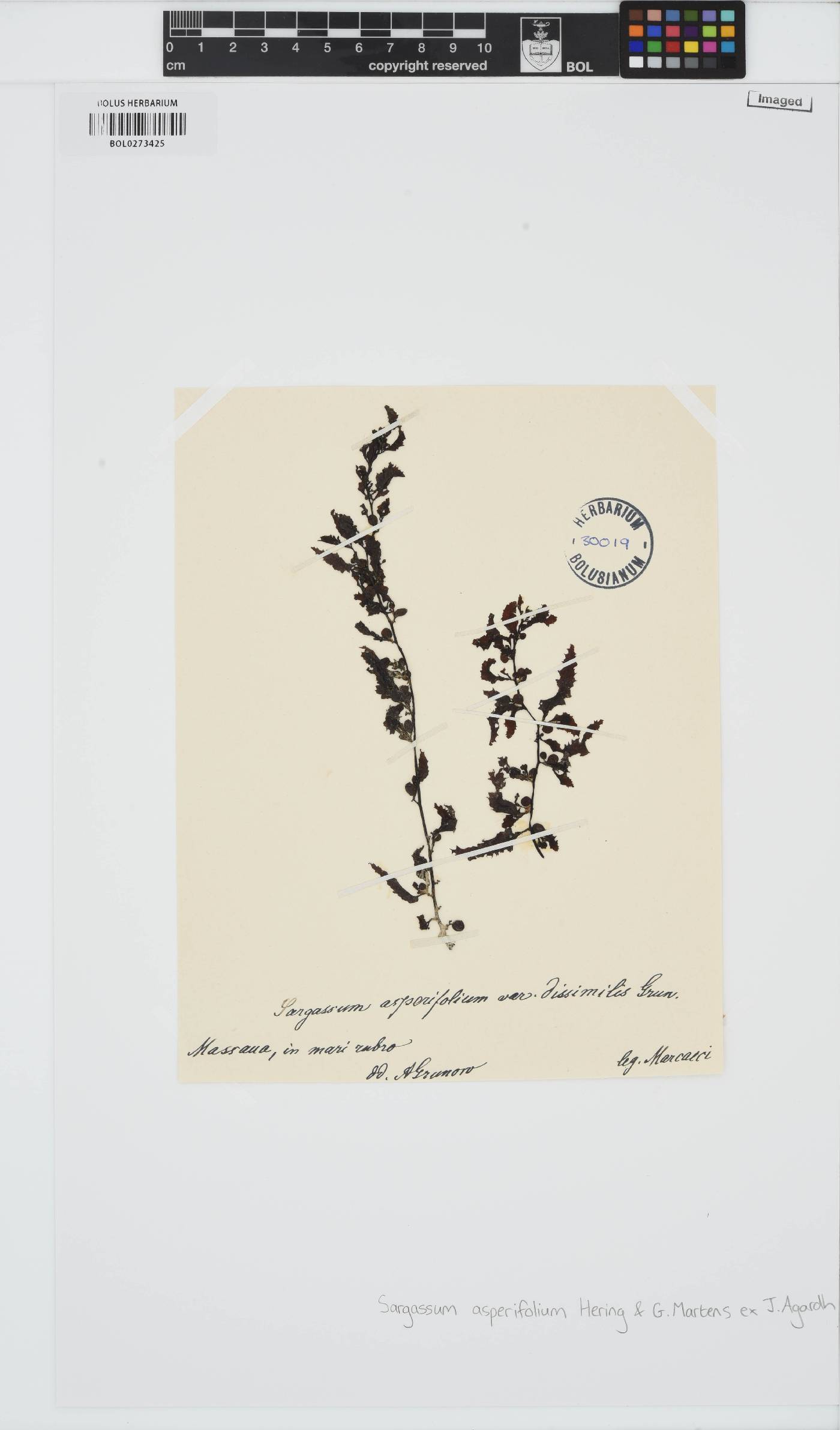 Sargassum asperifolium image