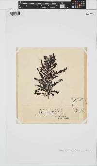 Image of Sargassum agardhianum