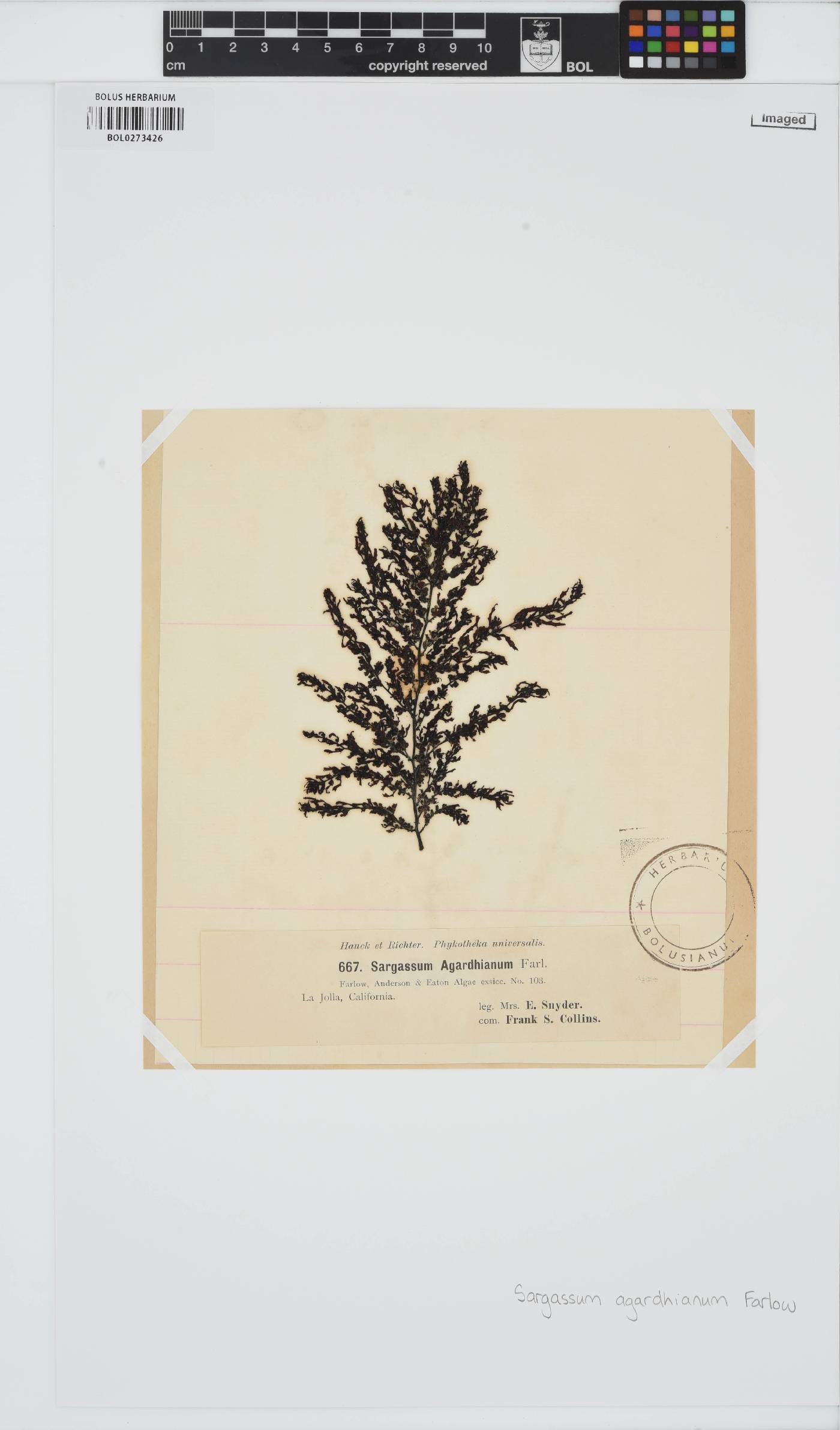 Sargassum agardhianum image