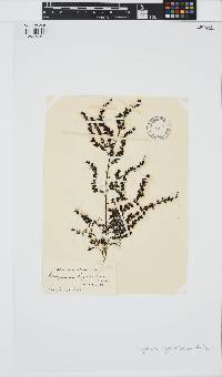 Sargassum agardhianum image