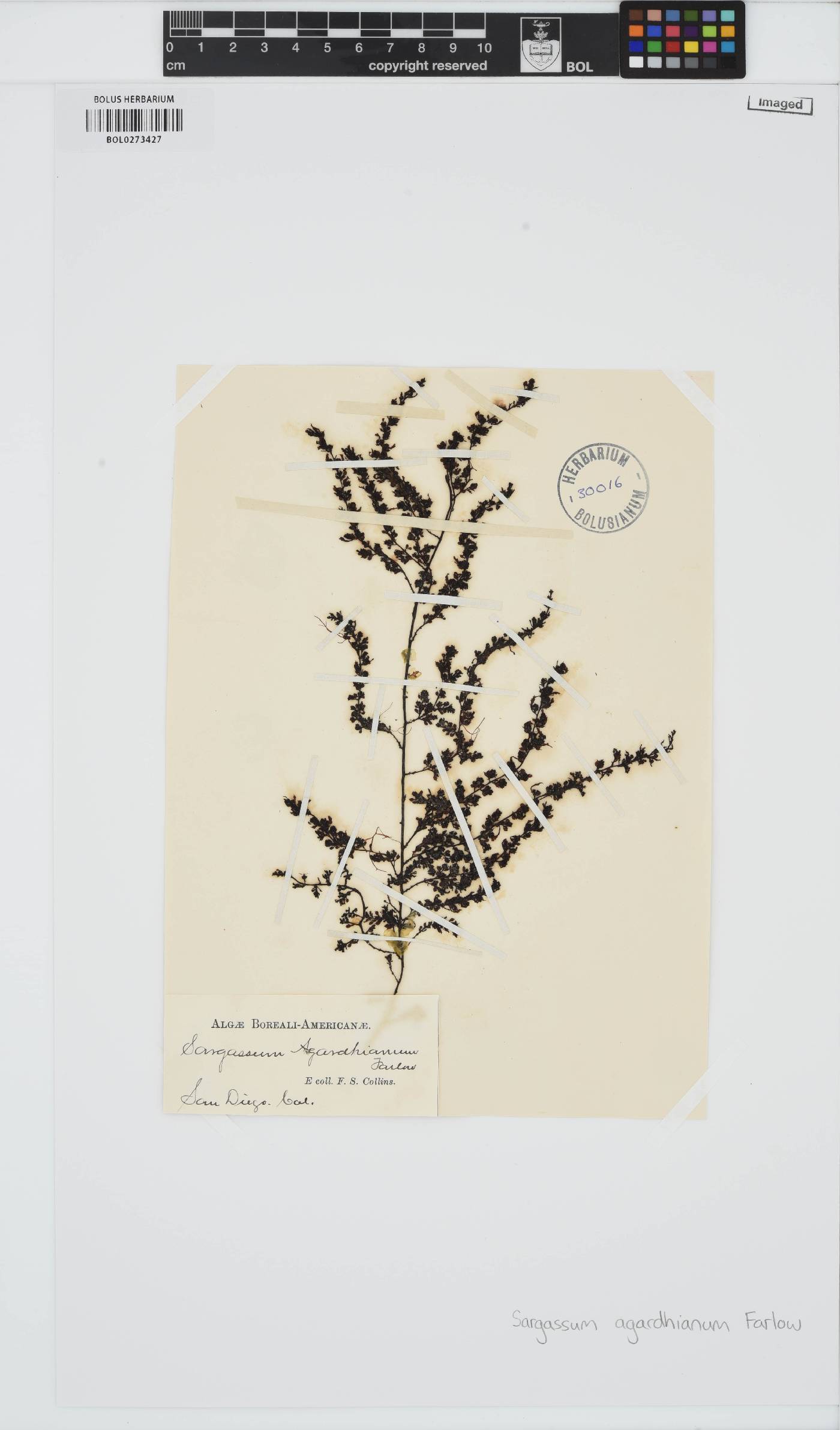 Sargassum agardhianum image