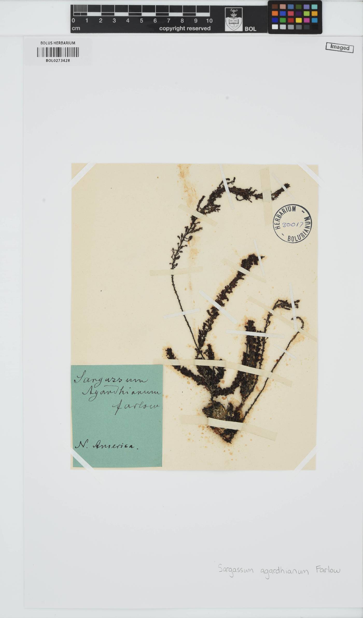 Sargassum agardhianum image