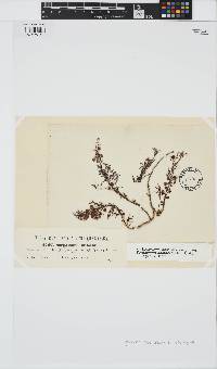 Image of Sargassum acinarium