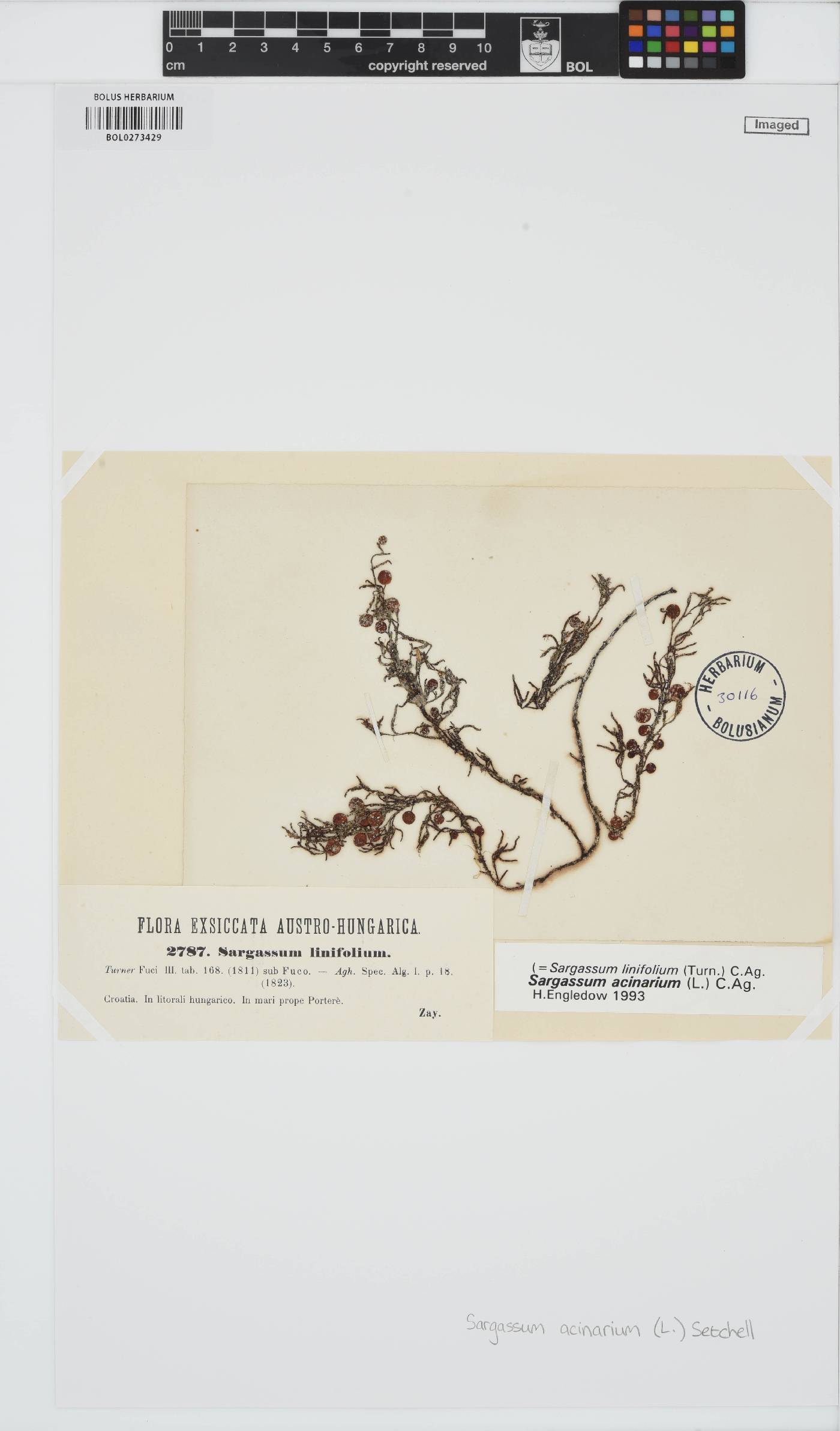 Sargassum acinarium image