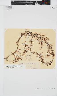 Sargassum acinarium image