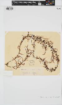 Sargassum acinarium image