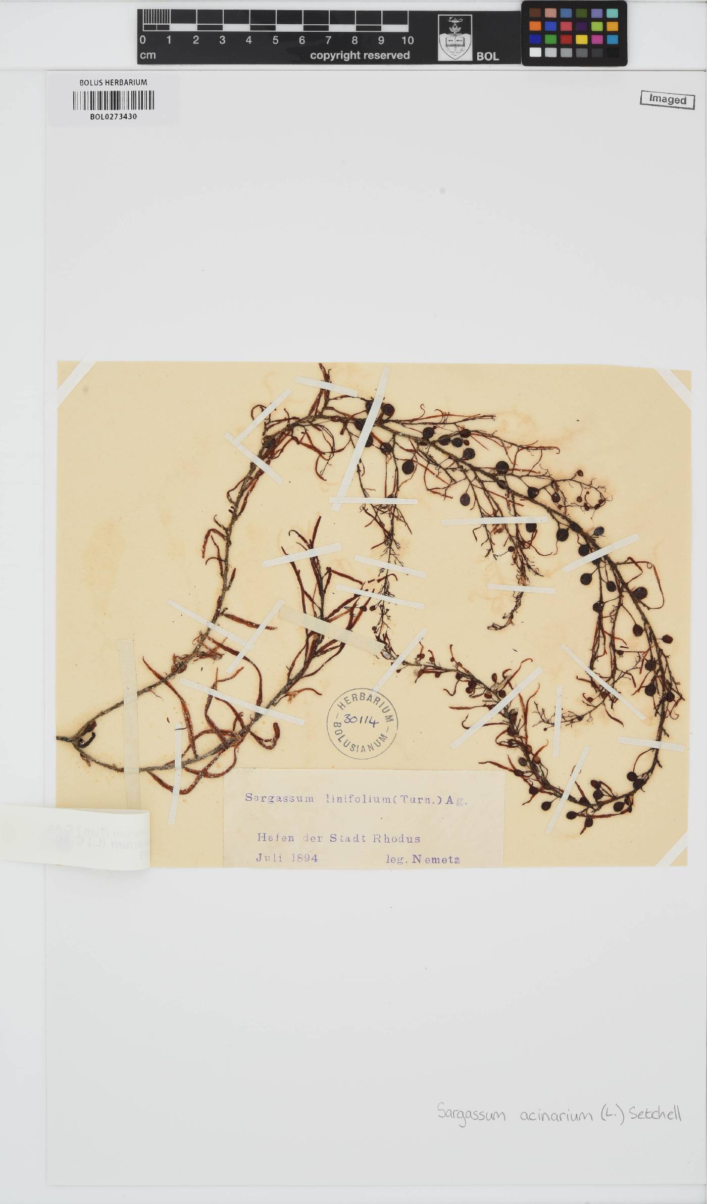 Sargassum acinarium image