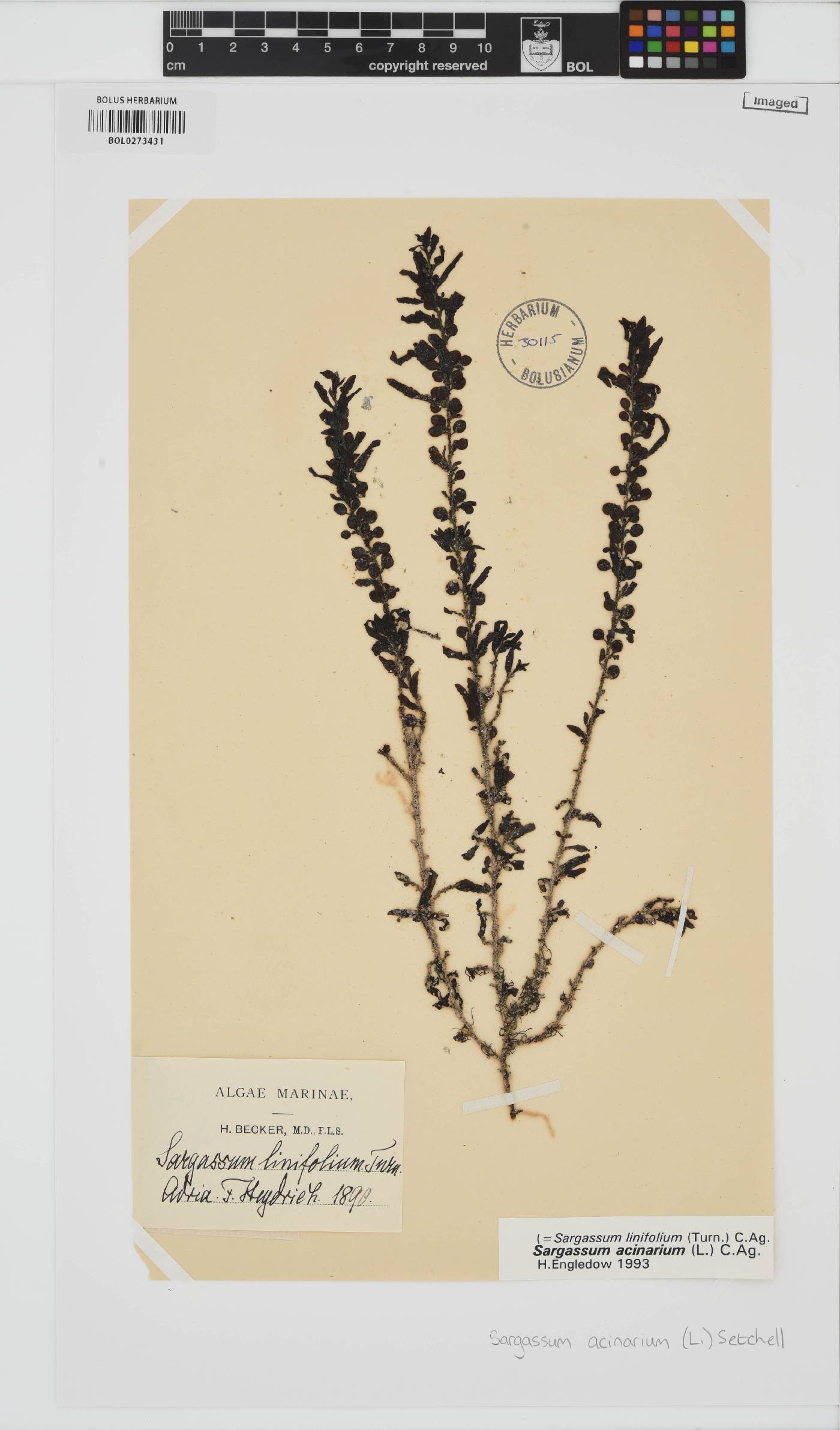 Sargassum acinarium image
