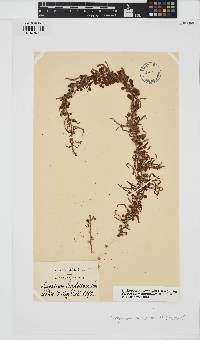Sargassum acinarium image