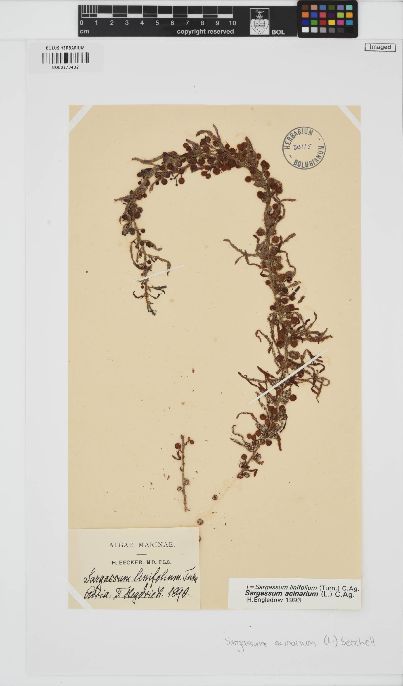 Sargassum acinarium image