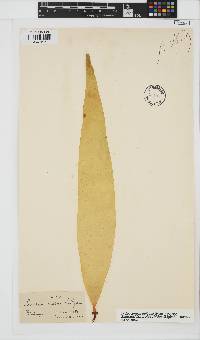 Saccorhiza polyschides image